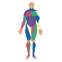 Mr. Muscles Puzzle