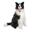 Border Collie - Plush