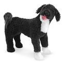 Portuguese Water Dog