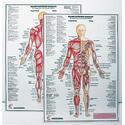 Major Anterior Muscle Chart