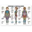 Female Exercise & Muscle Guide