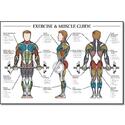 Exercise & Muscle Guide-Male 24