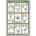 Algra Shoulder Fitnus Workout Chart 