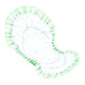 Dry Comfort Bladder Control Pads