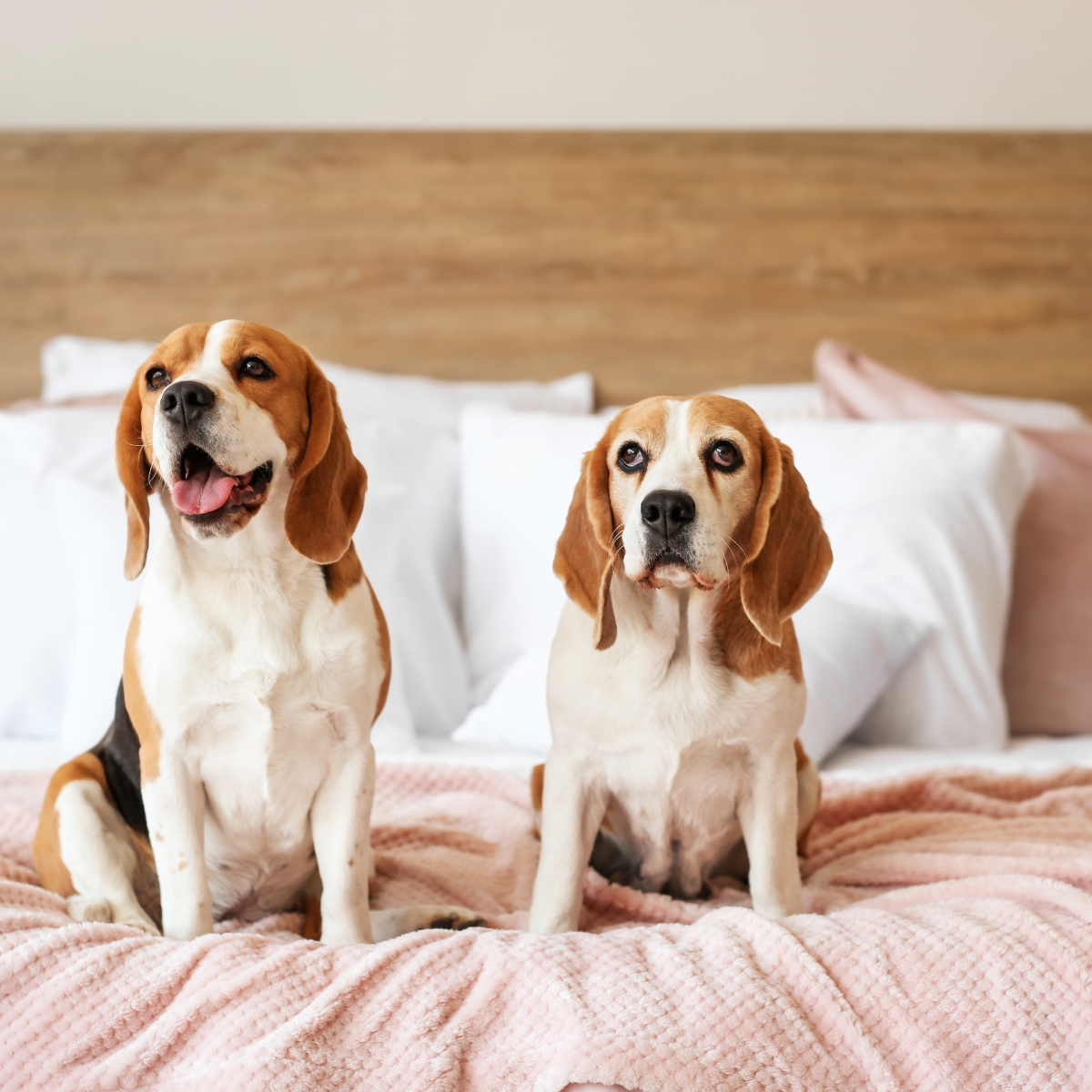 Headboard Safety: Concerns for Children and Pets