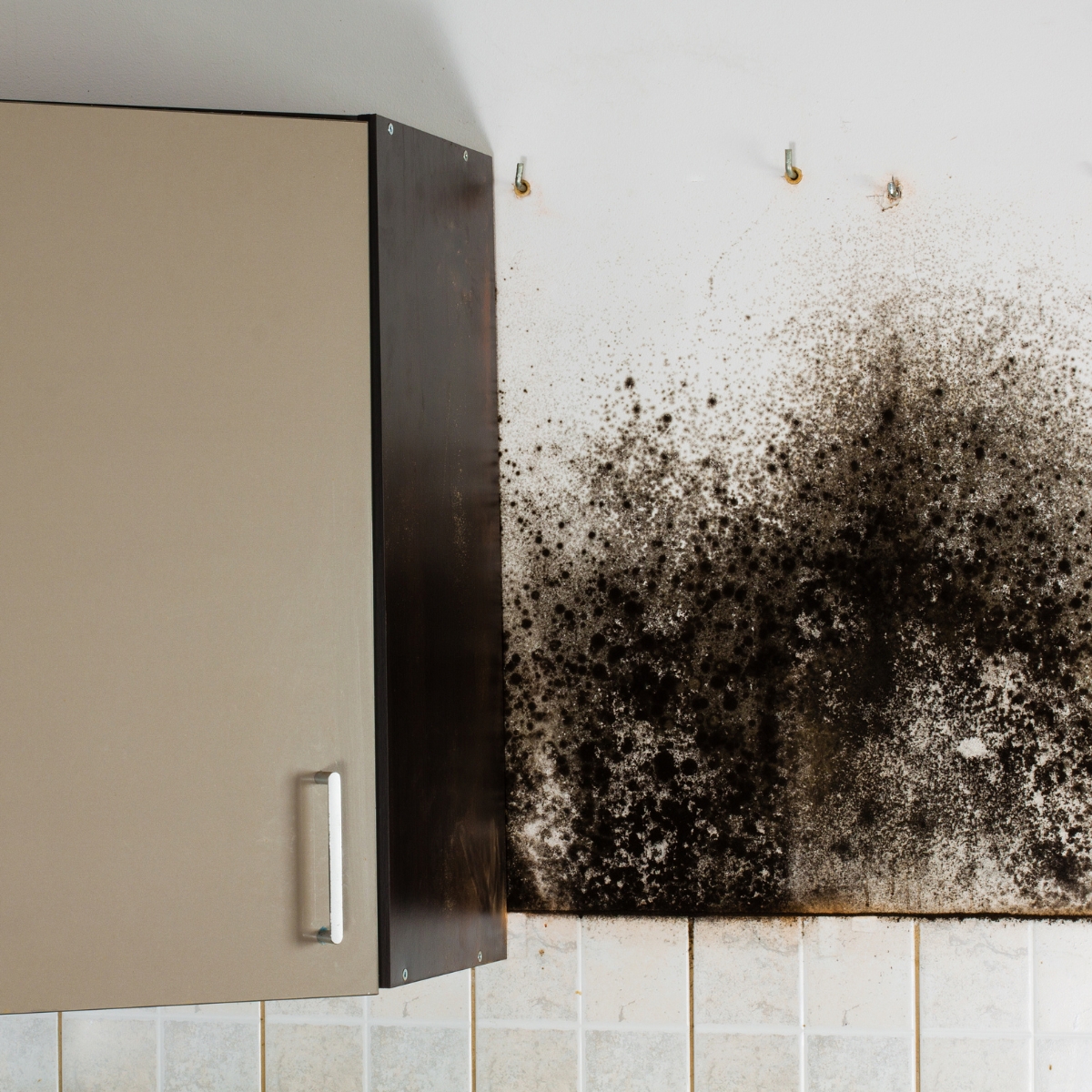 mold mildew grow in storage area