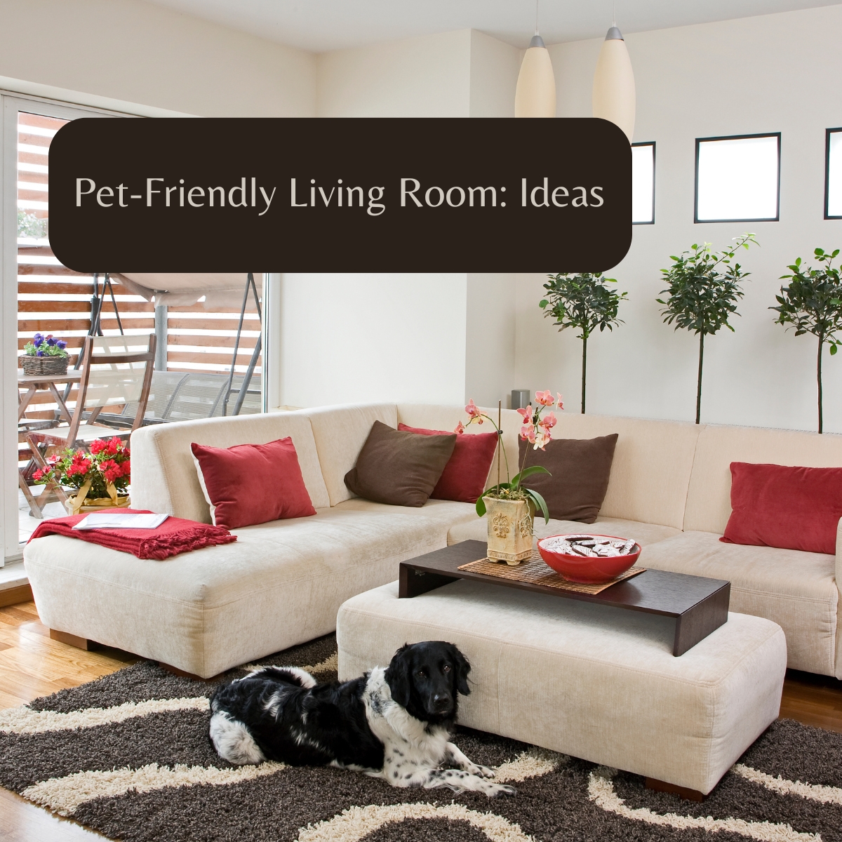 How to Create a Pet-Friendly Living Room: Ideas