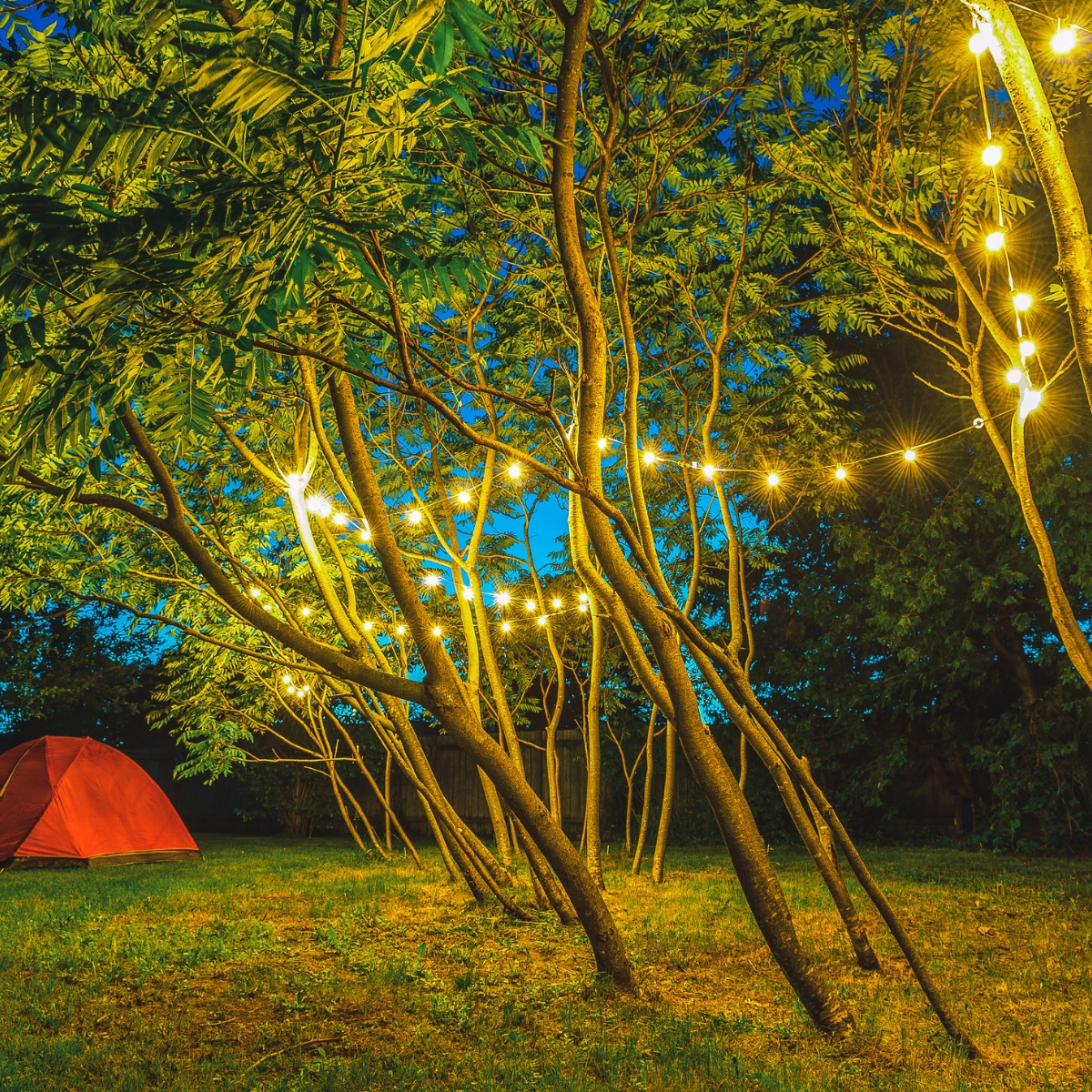 Tree lighting creating dramatic shadows and highlights