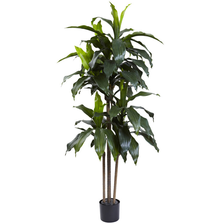 kleine glanzmispel Photinia fraseri 'Little Red Robin' / Kleine Rote Glanzmispel main image 0