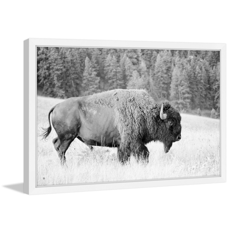 Marmont Hill Buffalo Grazing Framed Painting Print image - 1