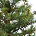 Mountain Pine Artificial Christmas Tree Clear Lights Planter - Thumbnail 5