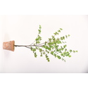 D&W Silks Faux Star Leaf Tree in Terra Cotta Planter | Indoor Artificial Plant D?cor Thumbnail - 1