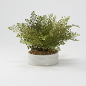 D&W Silks Iron Fern in White Bowl - Home Decor Thumbnail - 1