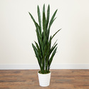 Nearly Natural 5ft. UV Resistant Artificial Sansevieria Plant in White Decorative Planter (Indoor/Outdoor) - Thumbnail 6