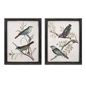 Imax Bird Wall Art - Framed Prints - Maisly Thumbnail - 1